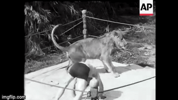 Animal grapplers lion vs man