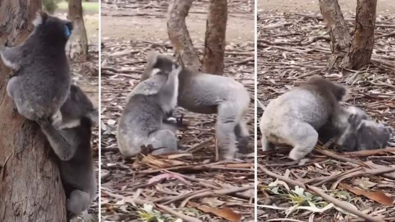 Animal grapplers koalas
