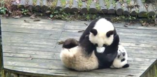 Animal grapplers pandas cover